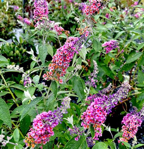 Hybrid Butterfly Bush SEEDS Buddleia Davidii ' Sterile Hybrid Butterfly ...