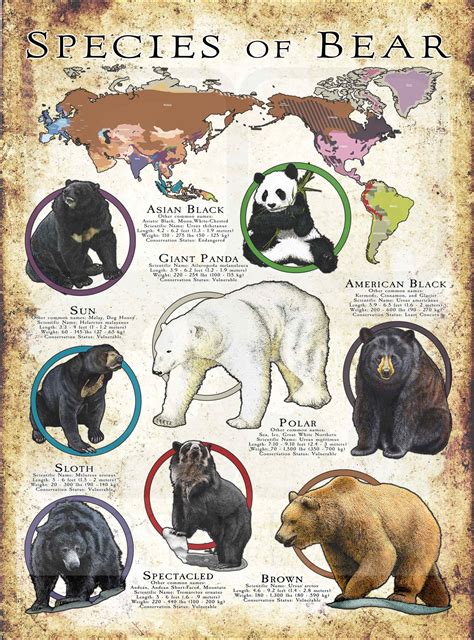 bear species Archives - inkart