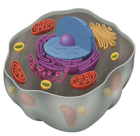 Review Jeopardy Template