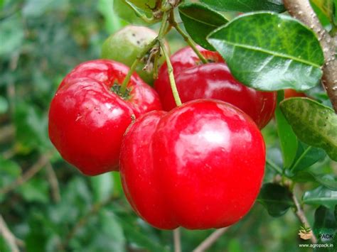 Barbados Cherry Plant For Sale In India | Online plant nursery