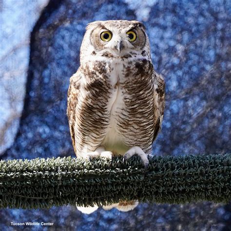 Patient of the Week: 02/17/23 - Tucson Wildlife Center