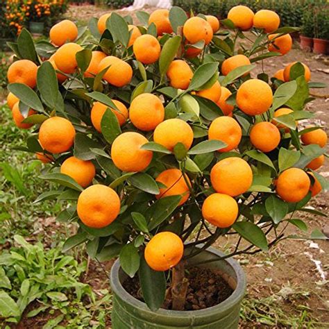 Creative Farmer Orange Tree Fruit Seeds Fruit Seed For Terrace Garden ...