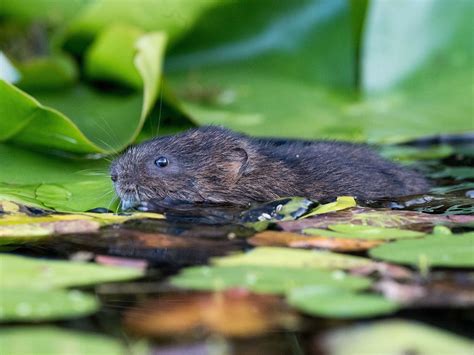 Training on Water Voles, Cosmeston Lakes Country Park, Penarth, 19 June ...