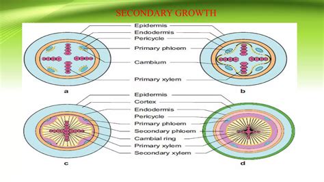 Secondary Growth in Dicot Stem & Root | PDF