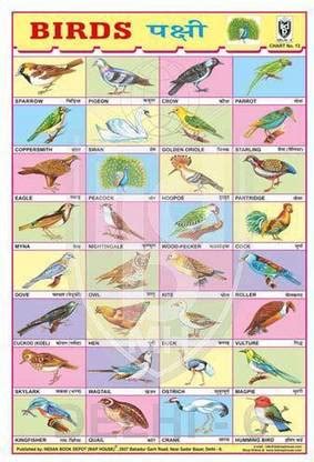 32 PHOTOS BIRDS CHART [Wall Chart] BOOK DEPOT (MAP HOUSE) Paper Print ...