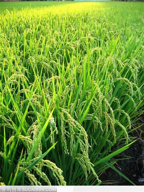 绿油油的稻田和沉甸甸的稻谷 - 菜鸟图库