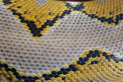 Image result for Reticulated Python Pattern