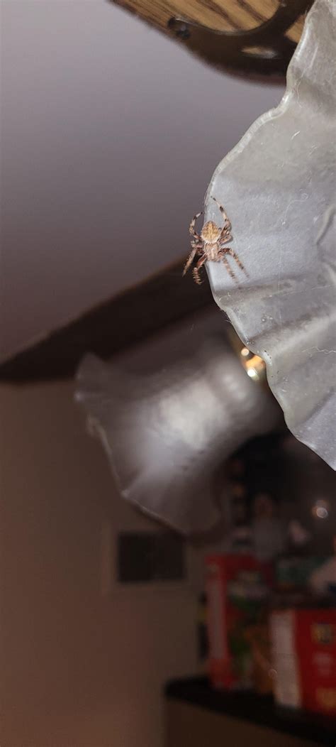 Is this a Dark Fishing Spider? : r/spiderID