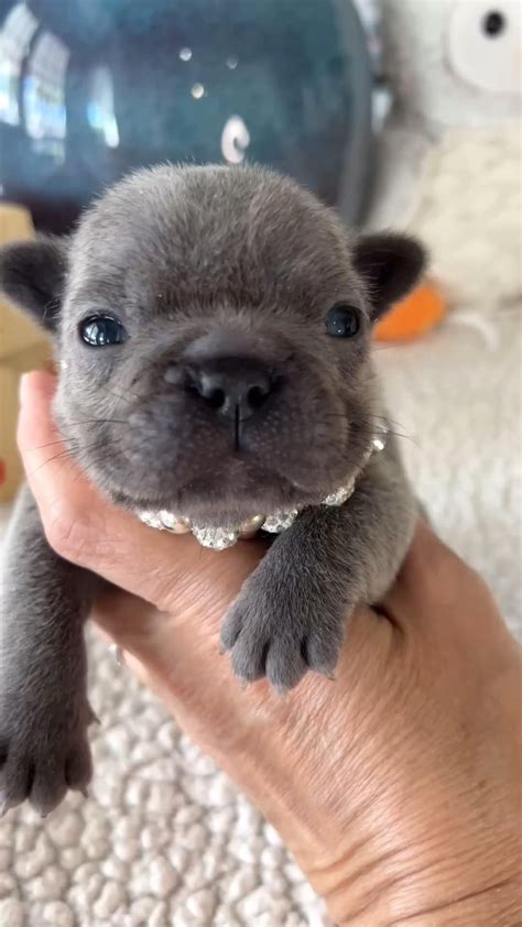 28 photos of puppies who grew up faster than anyone expected – Artofit