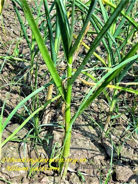 Medicinal Plant Details