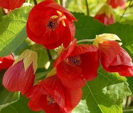 BeGrin Red Lantern Hibiscus live Plant Joba Lanthana Hanging Hibiscus ...