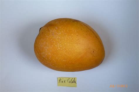 Image result for Dwarf Mango Tree