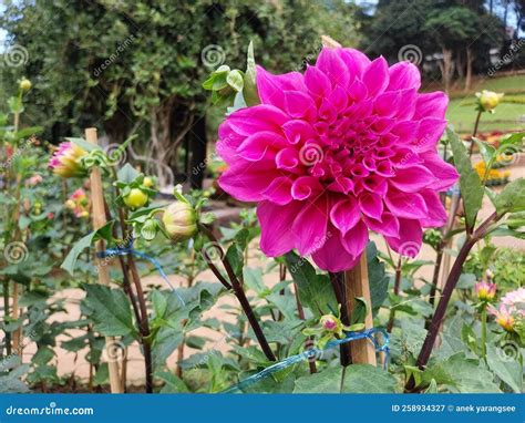 One big pink flower stock image. Image of wildflower - 258934327