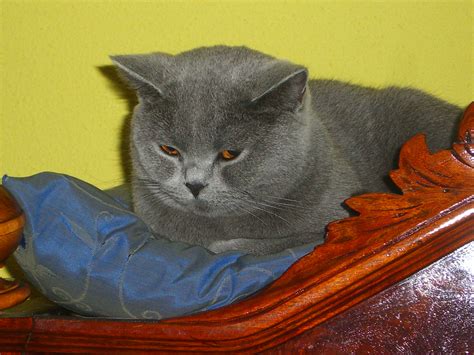 BKH ins blau und cream in Monschau | Tiere | Kleinanzeigen