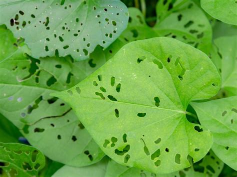 Bugs Eating My Garden Leaves | Fasci Garden