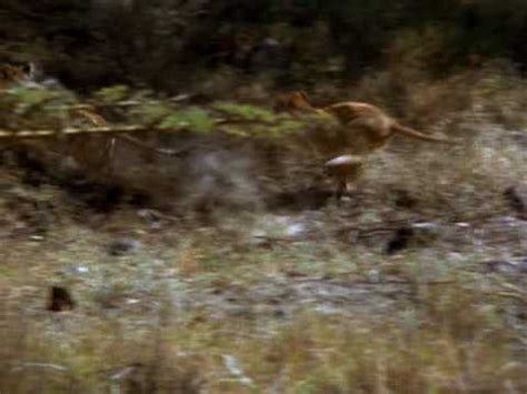 Image result for Lion vs Python