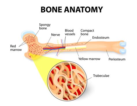 Image result for Bone Marrow Function