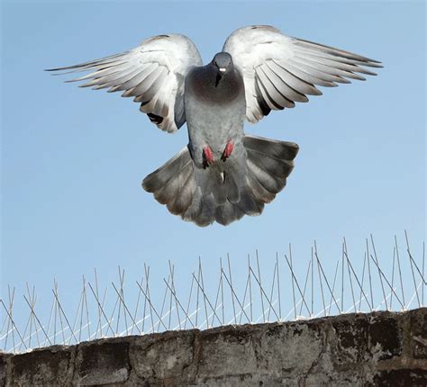 Pigeon Spikes 的图像结果