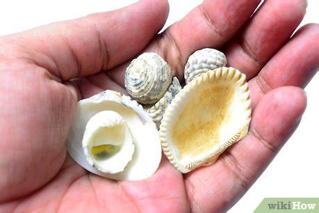 Image result for Stringing a Shell Necklace