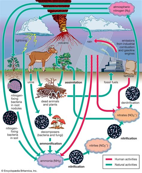 Image result for Nitrogen Fixation Process