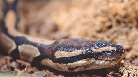 Image result for Python Royal Morsure