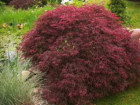 Types of weeping japanese maple trees - winesmens