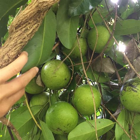 Black Sapote - Buy Black Sapote online from Miami Fruit