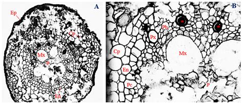 Histopathology of Corn Plants Infected by Endophytic Fungi
