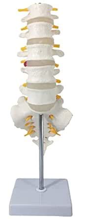ZX | Lumbar Vertebrae Model with Sacrum Bone | Life Size | PVC ...