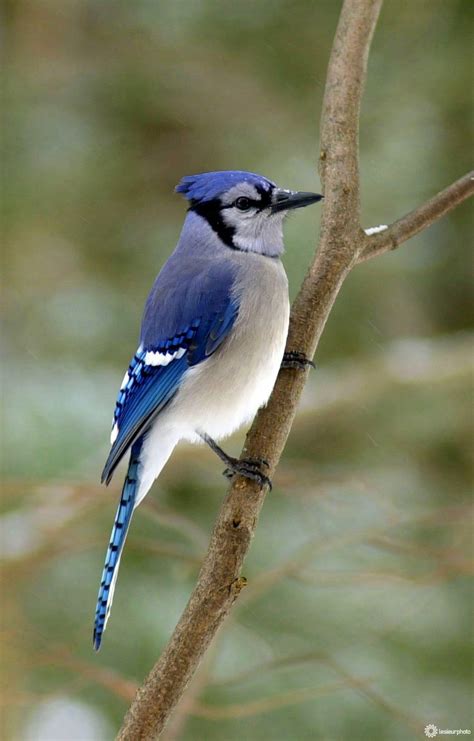 Oiseaux du Québec | Nature | LeSieur Photo