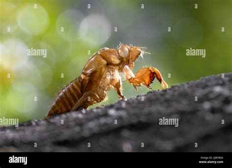 Image result for Empty Cicada Shell