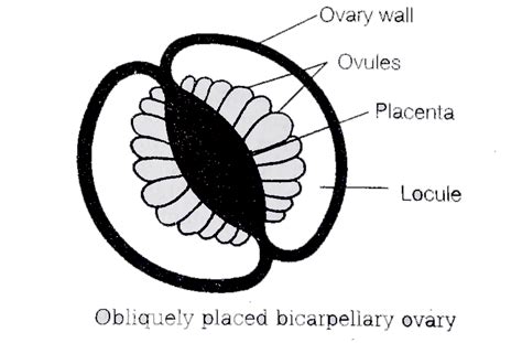 Bicarpellary gynoecium and oblique ovary occurs in