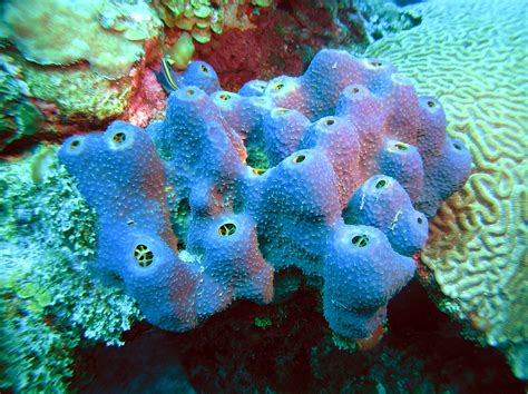 Are Sponges Vertebrates at Larry Alvarez blog
