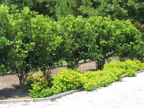 Tea Olive Shrubs Shaping