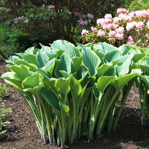 Frosted Blue-Green Hosta Plants For Sale | Regal Splendor – Easy To ...