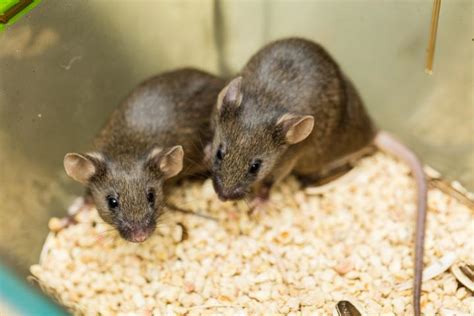 【小鼠大学问】这些小鼠相关的名词解释你都了解么？ - 知乎