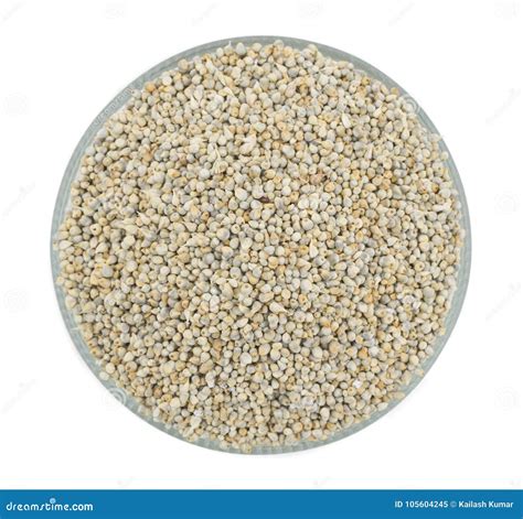 Pearl Millet or Bajra stock image. Image of bajra, edible - 105604245