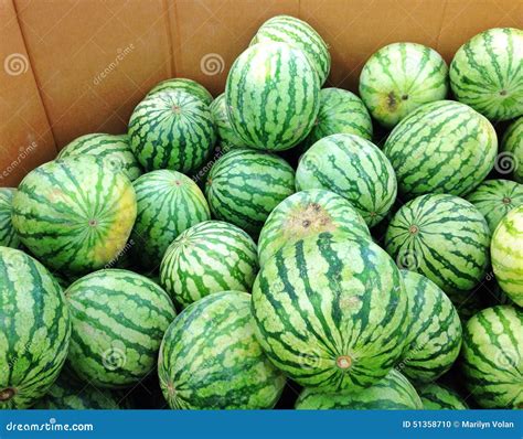 Watermelons for Sale stock photo. Image of sale, stripes - 51358710