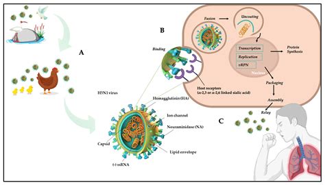 Avian Influenza: Could the H5N1 Virus Be a Potential Next Threat?