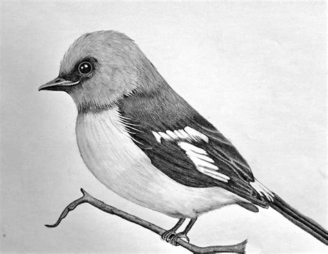 Realistic Bird Sketch Realistic Pencil Drawings Of Birds Fine Art