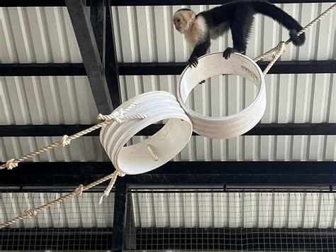 ROATAN HYDROBIKES (2025) All You Need to Know BEFORE You Go (with ...