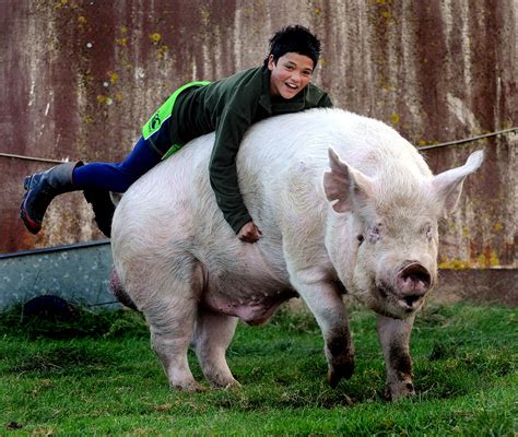 Largest Pig