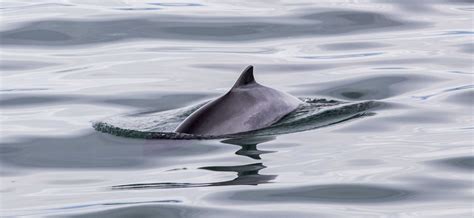 Harbor Porpoise | The Marine Mammal Center