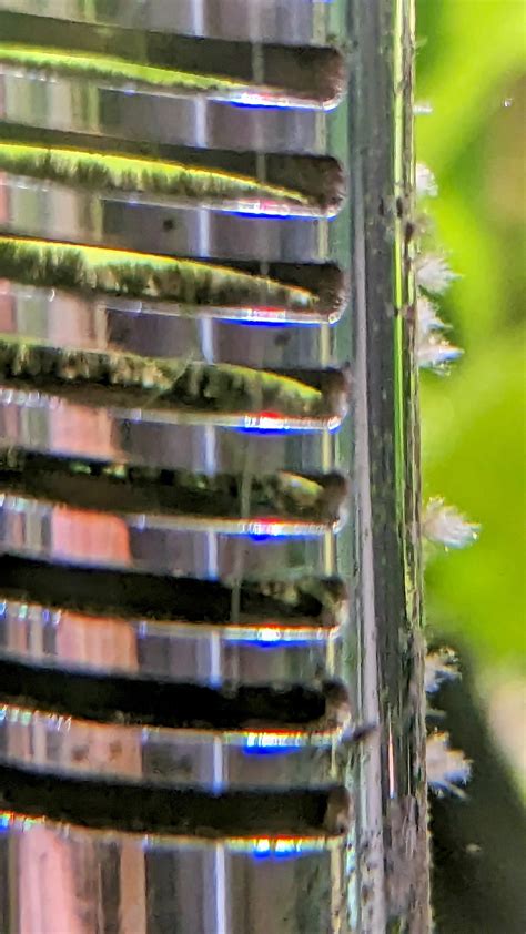 BBA? What is this algae? : r/Aquariums