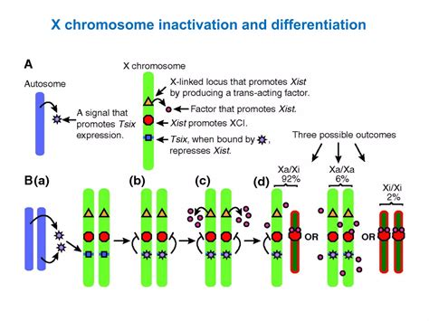 X chromosome Inactivation | PPTX