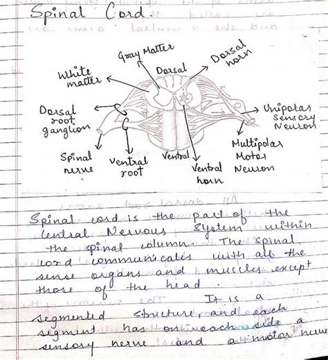 Introduction to Central Nervous System -Spinal Cord And its Functions ...