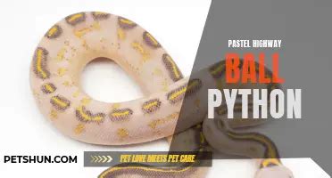 Image result for White Diamond Ball Python