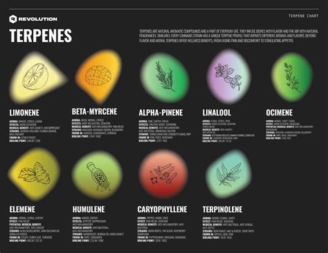 Cannabinoids and Terpenes [2024 Guide] - Revolution Cannabis & Dispensaries