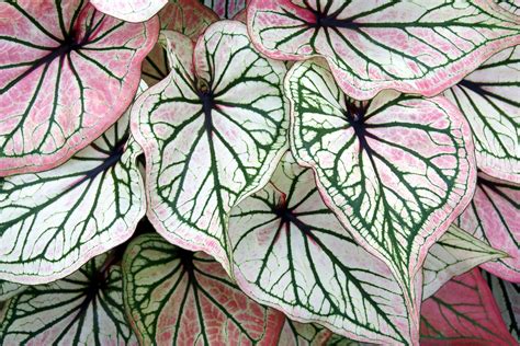 Caladium: Plant Care & Growing Guide