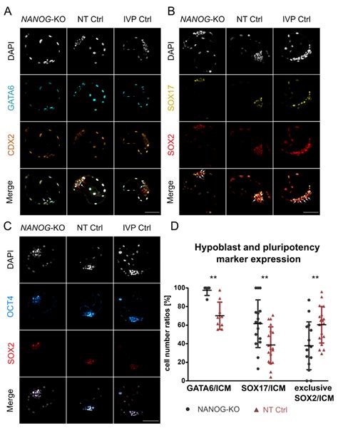 Hypoblast Formation in Bovine Embryos Does Not Depend on NANOG